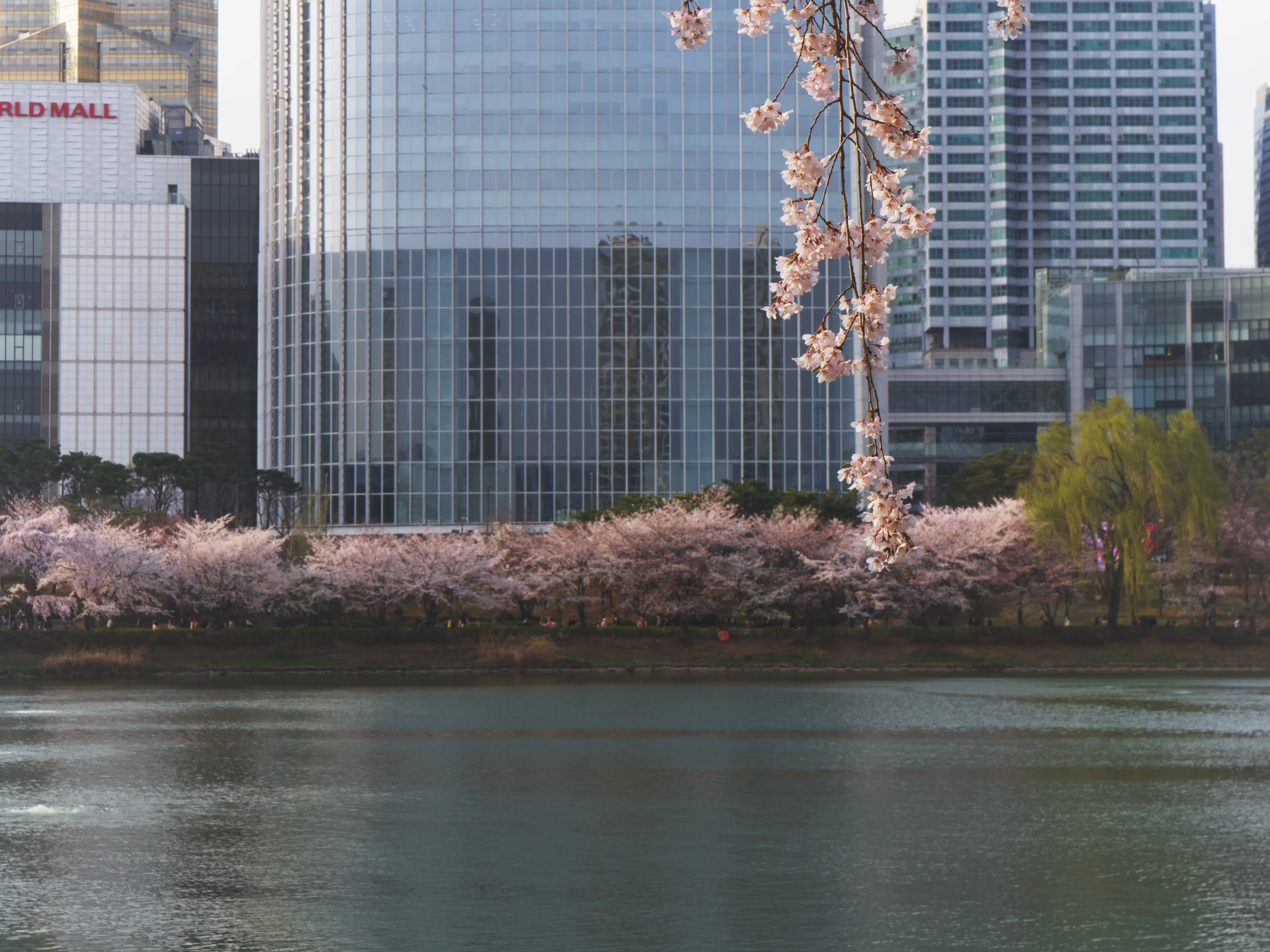 Cherry Blossoms Gallery - Picture 12